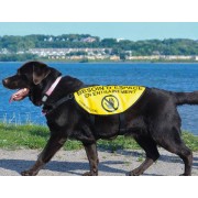 Dossard d'entraînement Béli